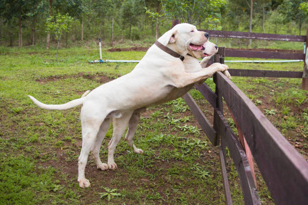 Best Dog Fences for Slopes & Hills
